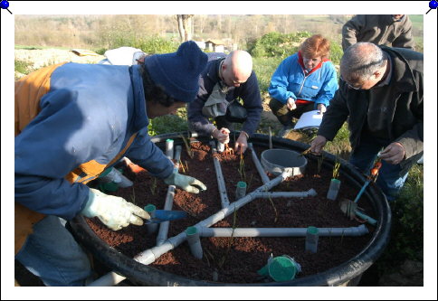 Plantation des phragmites